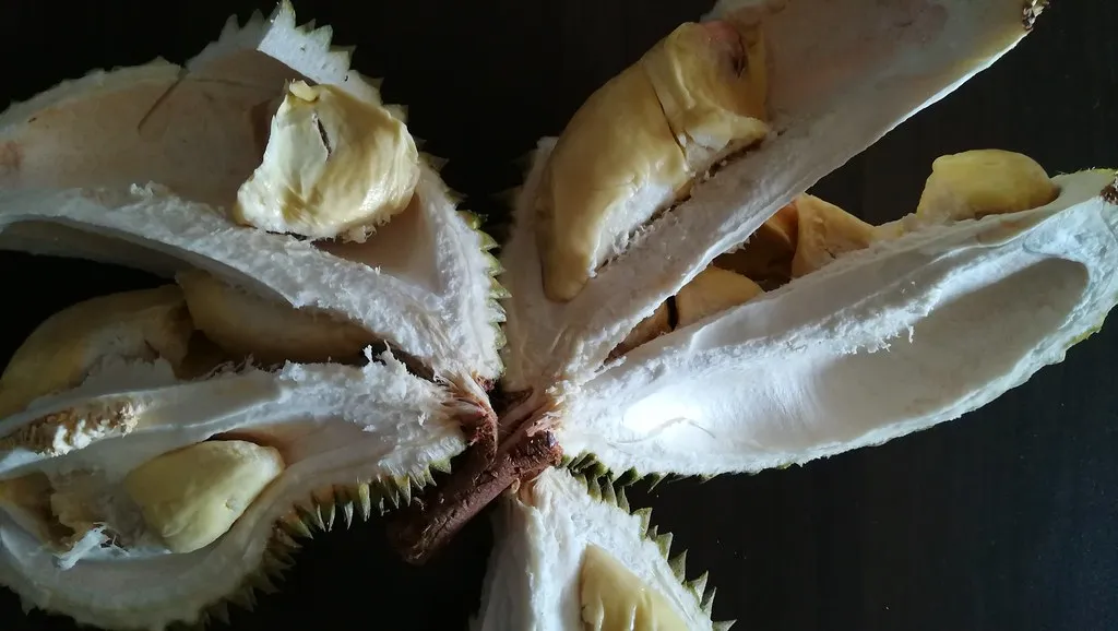 An opened durian showing pale yellow flesh inside its spiked husk